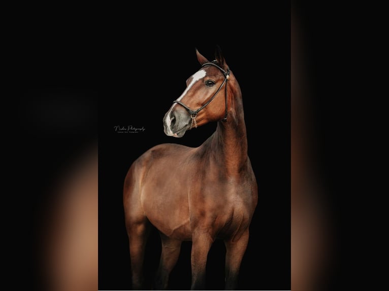 Hanoverian Gelding 4 years 16,1 hh Brown in Riez-Neuendorf