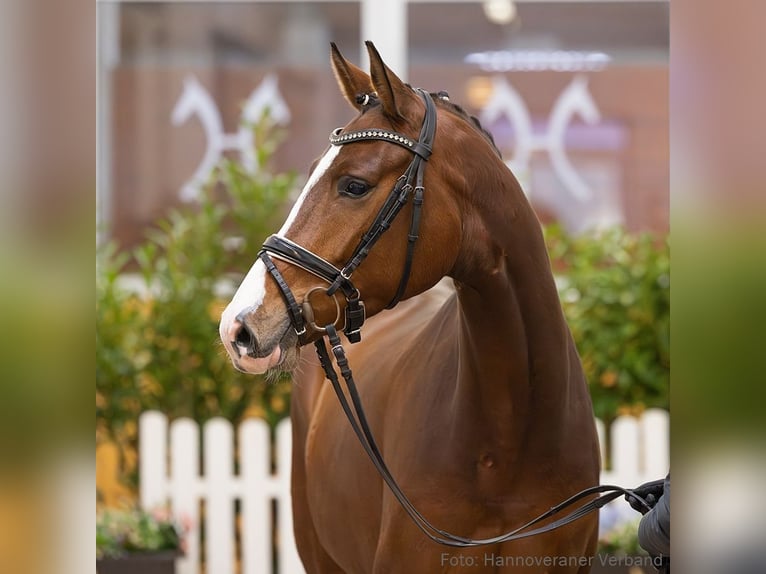Hanoverian Gelding 4 years 16,1 hh Brown in Verden