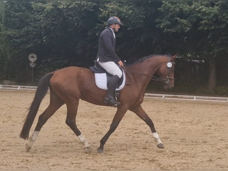 Hanoverian Gelding 4 years 16,1 hh Brown in Vorbeck