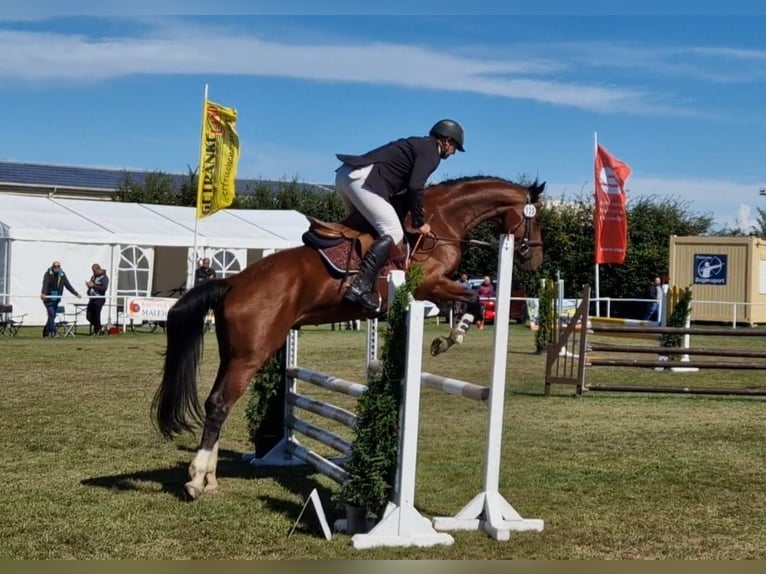 Hanoverian Gelding 4 years 16,1 hh Brown in Vorbeck