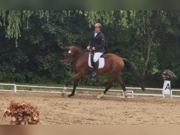 Hanoverian Gelding 4 years 16,1 hh Brown in Vorbeck