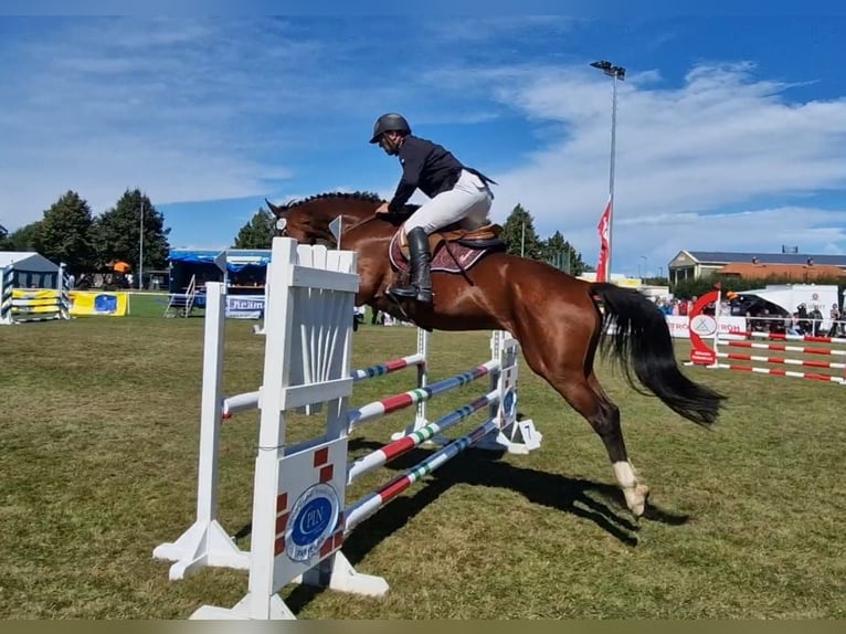 Hanoverian Gelding 4 years 16,1 hh Brown in Vorbeck