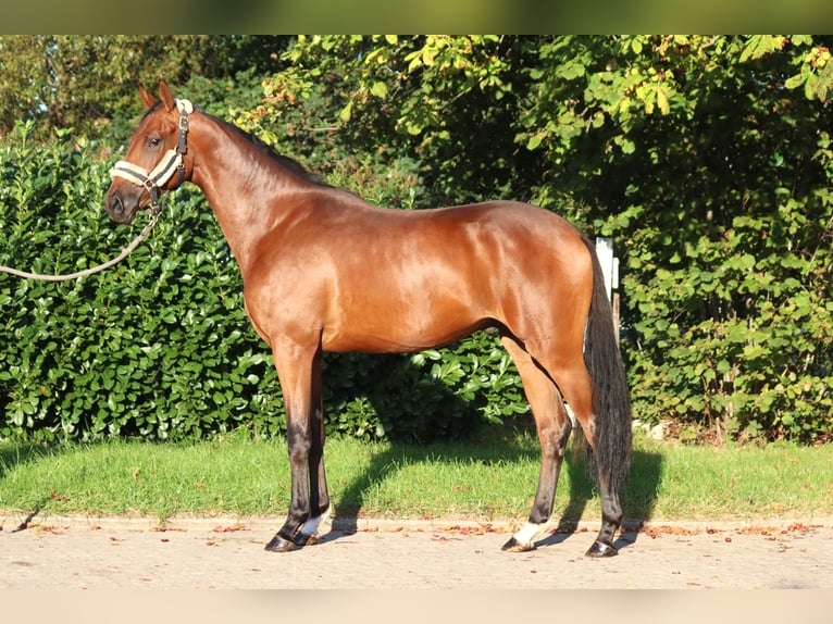 Hanoverian Gelding 4 years 16,1 hh Brown in Selsingen