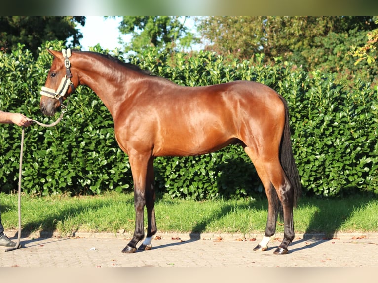Hanoverian Gelding 4 years 16,1 hh Brown in Selsingen