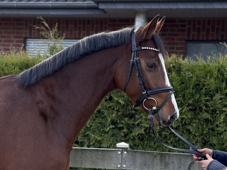 Hanoverian Gelding 4 years 16,1 hh Brown in Bargstedt