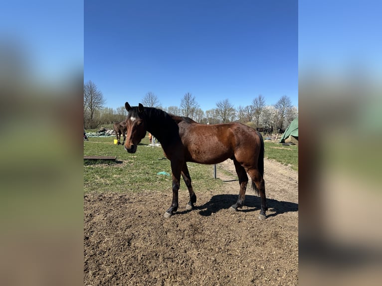 Hanoverian Gelding 4 years 16,1 hh Brown in Rohrlack