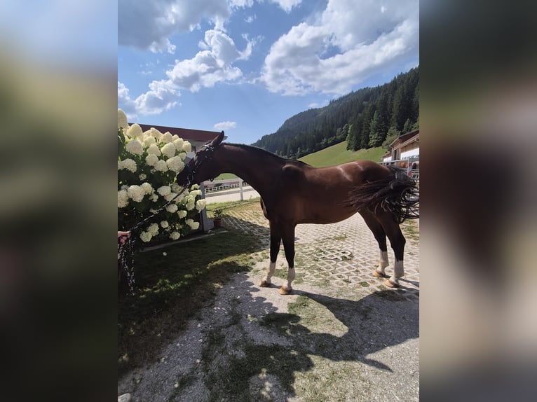 Hanoverian Gelding 4 years 16,1 hh Brown in Schladming