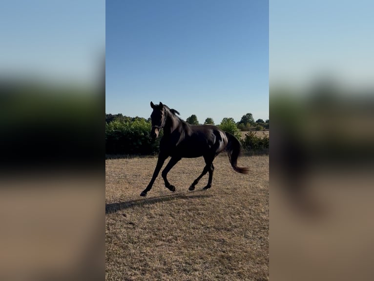 Hanoverian Gelding 4 years 16,1 hh Brown in Verden (Aller)Walle