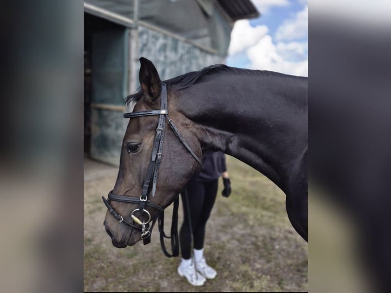 Hanoverian Gelding 4 years 16,1 hh Brown in Verden (Aller)Walle