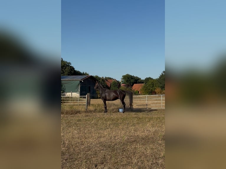 Hanoverian Gelding 4 years 16,1 hh Brown in Verden (Aller)Walle