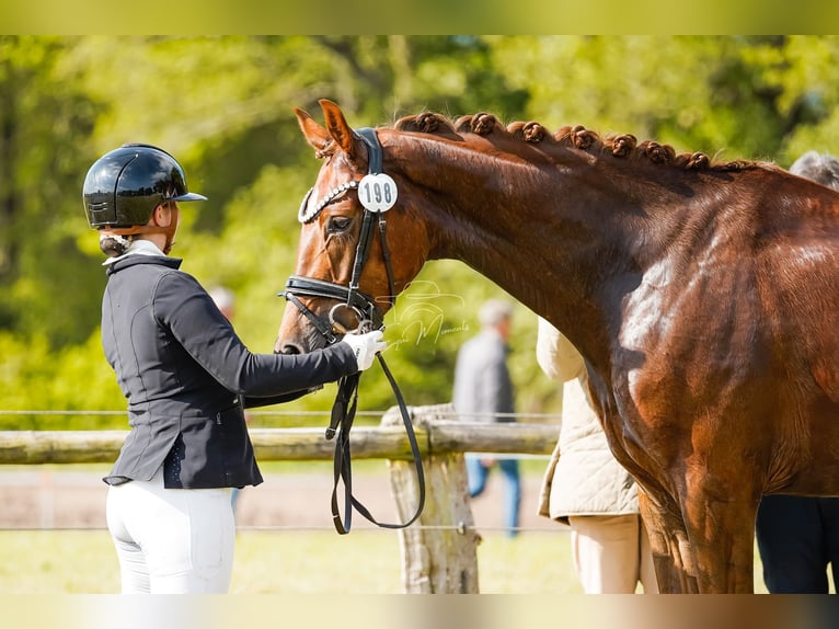 Hanoverian Gelding 4 years 16,1 hh Chestnut in Ree&#xDF;um
