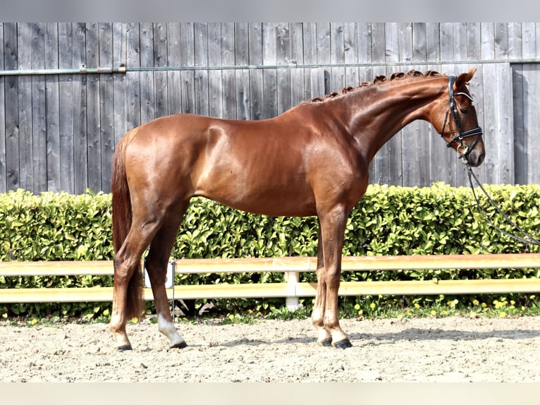 Hanoverian Gelding 4 years 16,1 hh Chestnut in Ree&#xDF;um