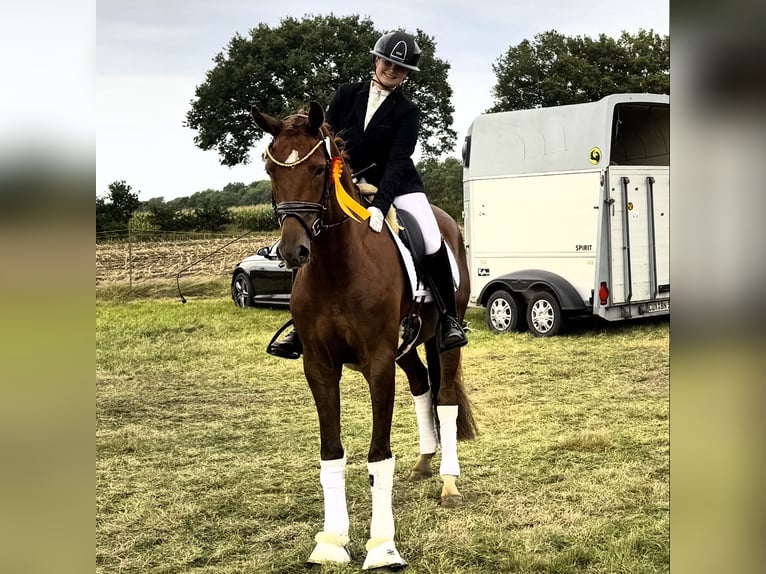 Hanoverian Gelding 4 years 16,1 hh Chestnut in Ree&#xDF;um