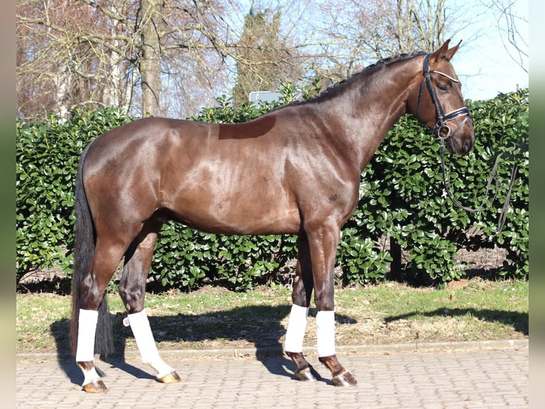 Hanoverian Gelding 4 years 16,1 hh Chestnut in Selsingen