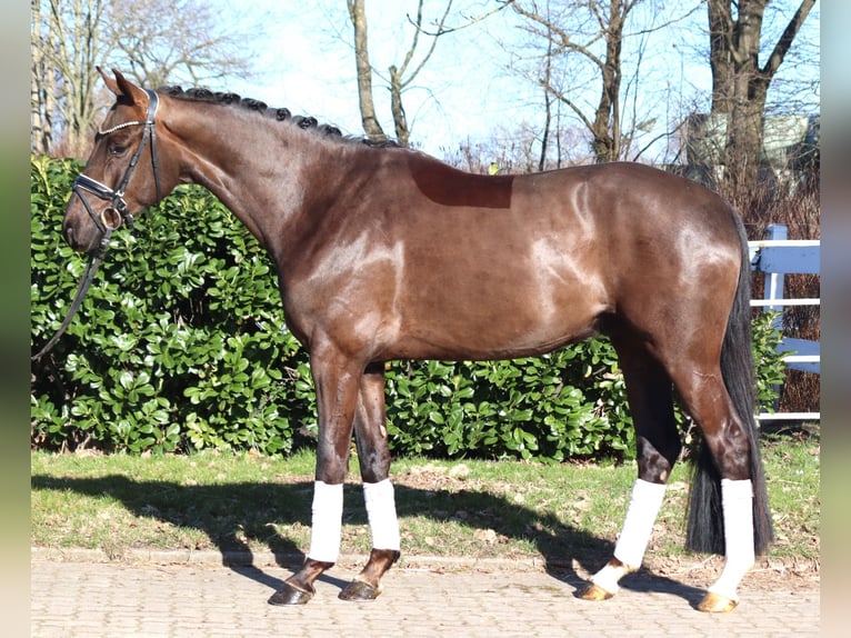 Hanoverian Gelding 4 years 16,1 hh Chestnut in Selsingen
