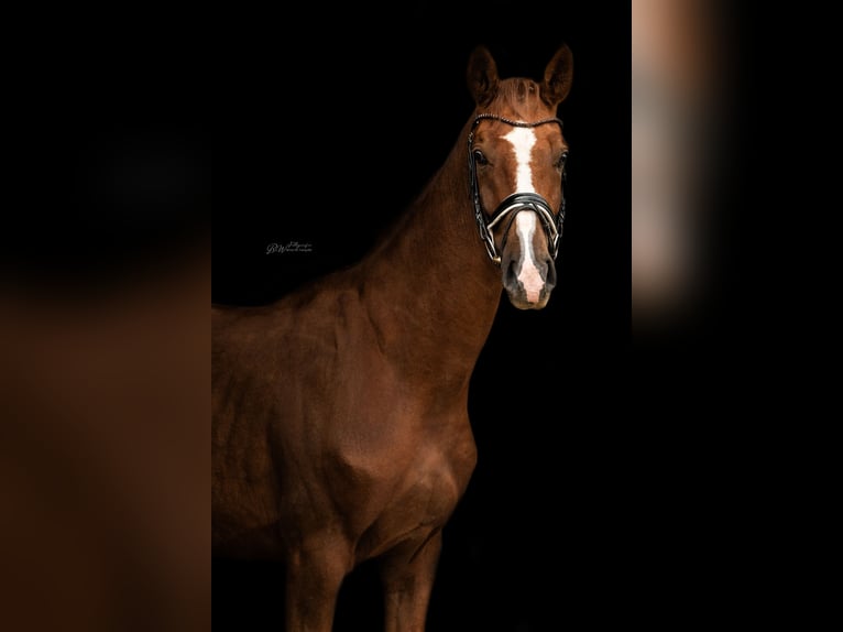 Hanoverian Gelding 4 years 16,1 hh Chestnut-Red in Bad Pyrmont