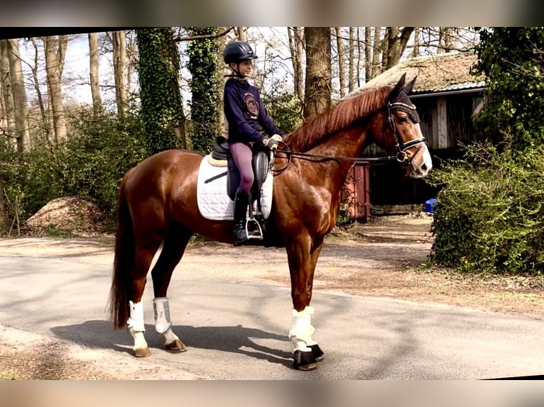 Hanoverian Gelding 4 years 16,1 hh Chestnut-Red in Kirchlinteln