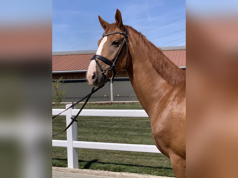 Hanoverian Gelding 4 years 16,1 hh Chestnut-Red in Wernau/ Neckar