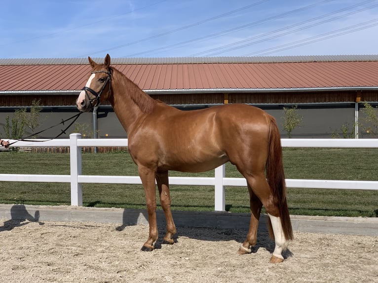 Hanoverian Gelding 4 years 16,1 hh Chestnut-Red in Wernau/ Neckar