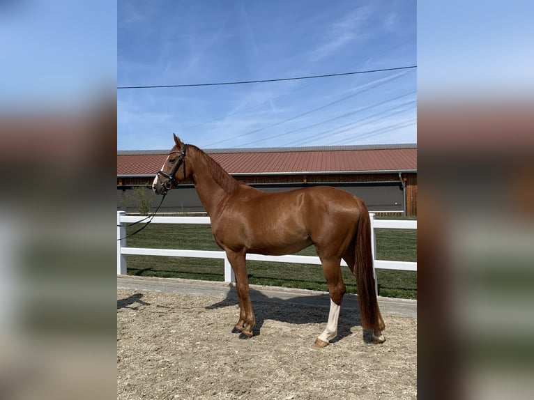 Hanoverian Gelding 4 years 16,1 hh Chestnut-Red in Wernau/ Neckar