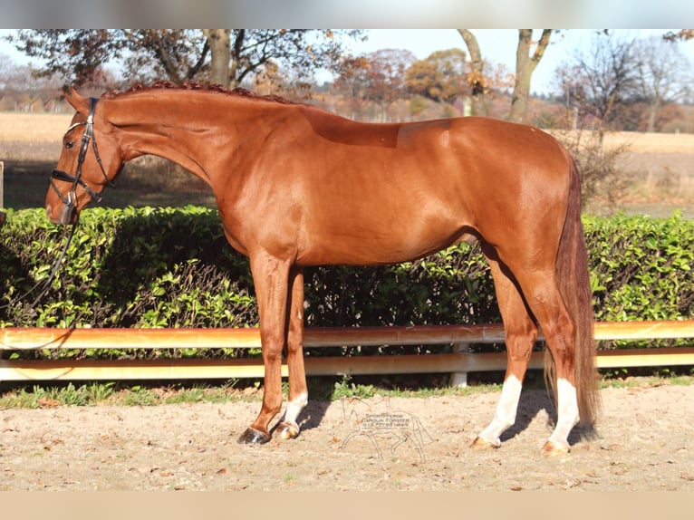 Hanoverian Gelding 4 years 16,1 hh Chestnut-Red in Hassendorf