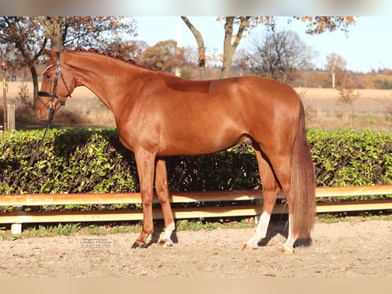 Hanoverian Gelding 4 years 16,1 hh Chestnut-Red in Hassendorf