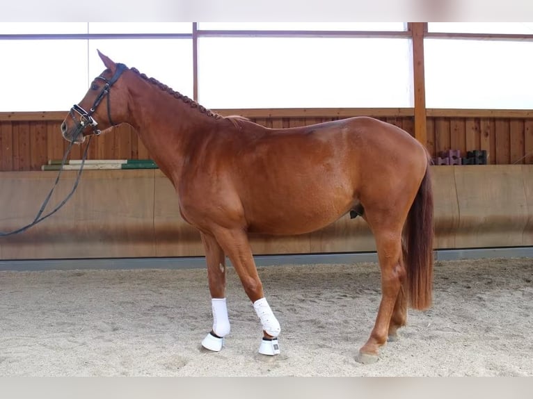 Hanoverian Gelding 4 years 16,1 hh Chestnut-Red in Herborn