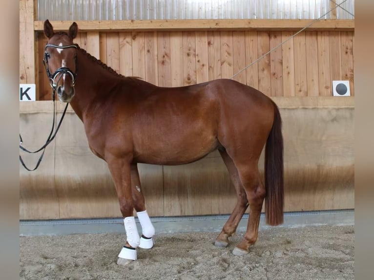 Hanoverian Gelding 4 years 16,1 hh Chestnut-Red in Herborn