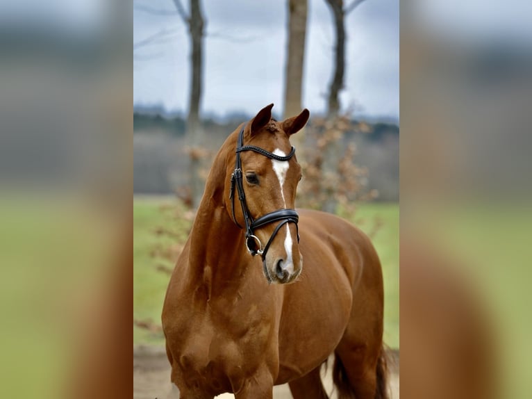 Hanoverian Gelding 4 years 16,1 hh Chestnut-Red in Kutenholz