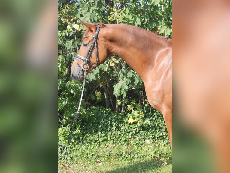 Hanoverian Gelding 4 years 16,1 hh Chestnut-Red in Hepstedt