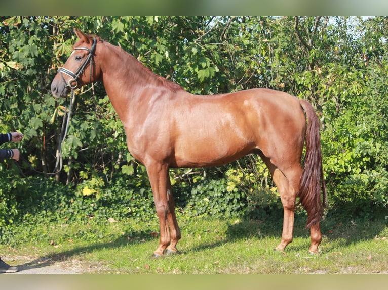 Hanoverian Gelding 4 years 16,1 hh Chestnut-Red in Hepstedt