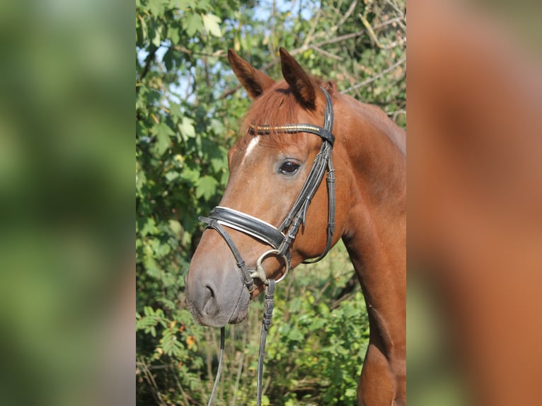 Hanoverian Gelding 4 years 16,1 hh Chestnut-Red in Hepstedt
