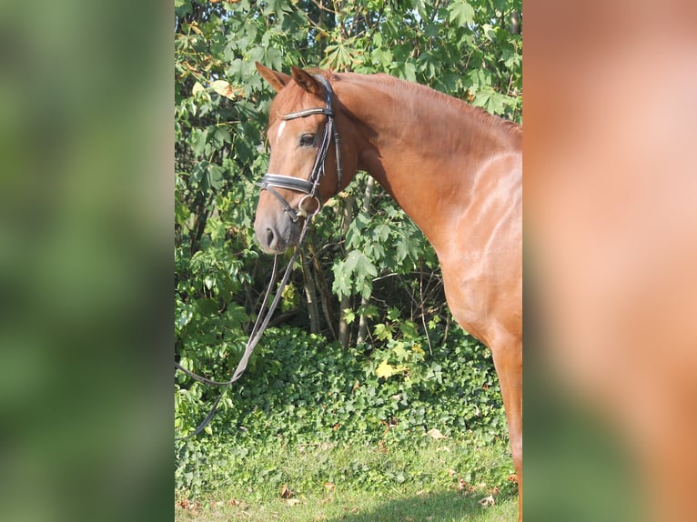 Hanoverian Gelding 4 years 16,1 hh Chestnut-Red in Hepstedt
