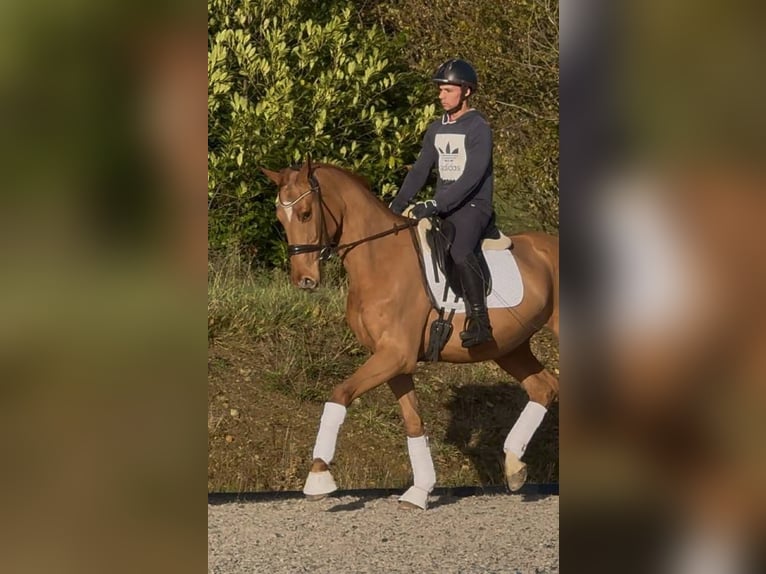 Hanoverian Gelding 4 years 16,1 hh Chestnut-Red in Mijas