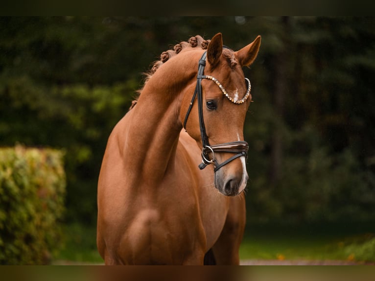 Hanoverian Gelding 4 years 16,1 hh Chestnut-Red in Wehringen