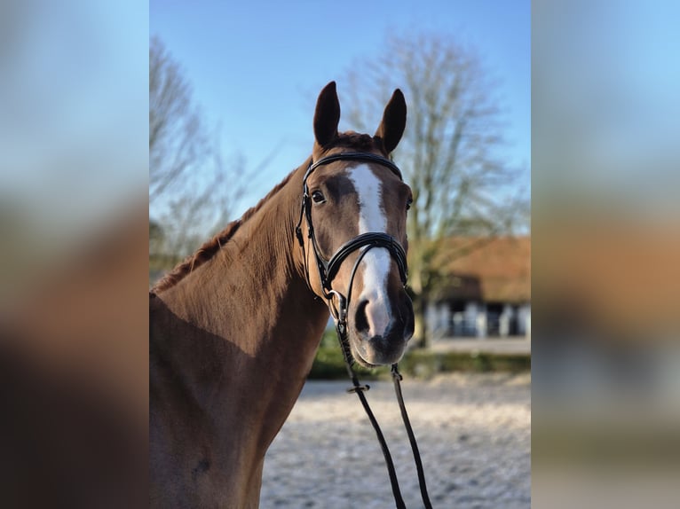 Hanoverian Gelding 4 years 16,1 hh Chestnut-Red in Willich