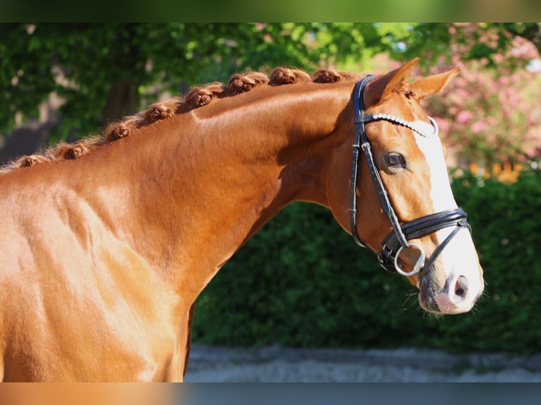 Hanoverian Gelding 4 years 16,1 hh Chestnut-Red in Meinersen