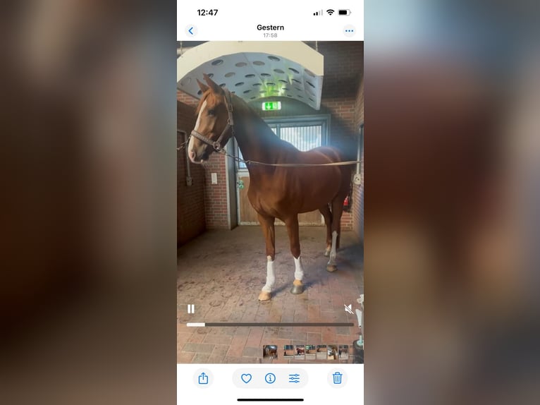 Hanoverian Gelding 4 years 16,1 hh Chestnut-Red in Osterholz-Scharmbeck