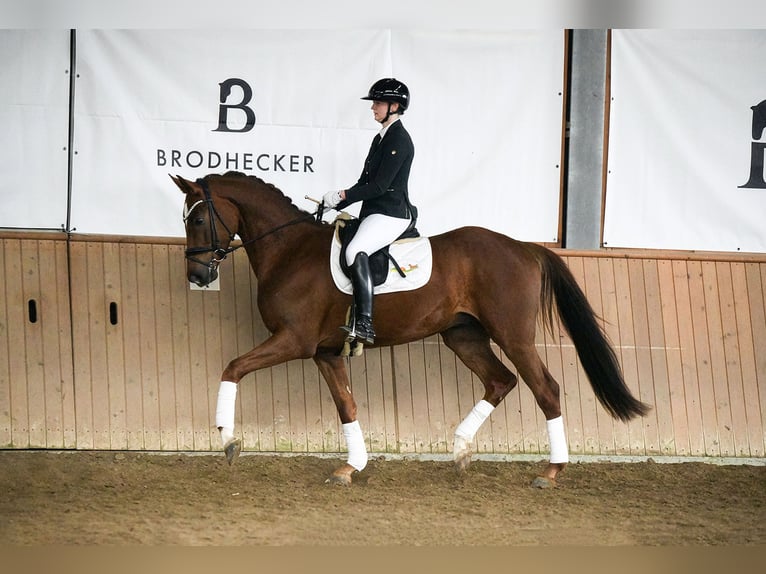 Hanoverian Gelding 4 years 16,1 hh Chestnut-Red in Riedstadt