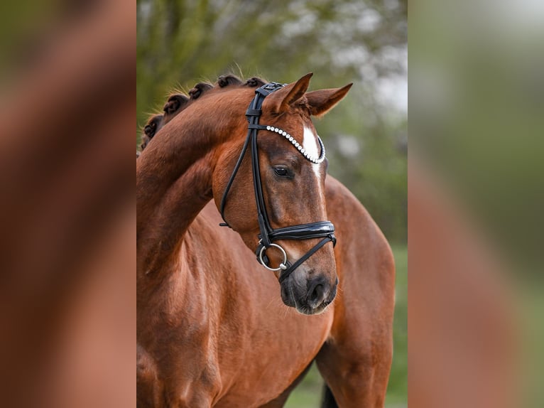 Hanoverian Gelding 4 years 16,1 hh Chestnut-Red in Riedstadt