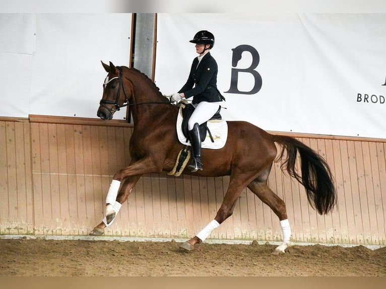 Hanoverian Gelding 4 years 16,1 hh Chestnut-Red in Riedstadt