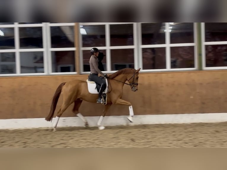 Hanoverian Gelding 4 years 16,1 hh Chestnut-Red in Sandbostel