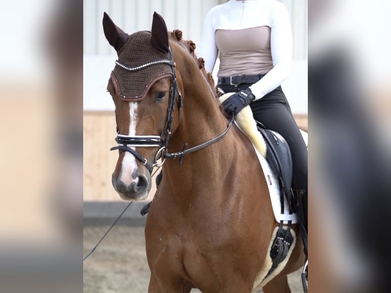 Hanoverian Gelding 4 years 16,1 hh Chestnut-Red in Hohenfelde