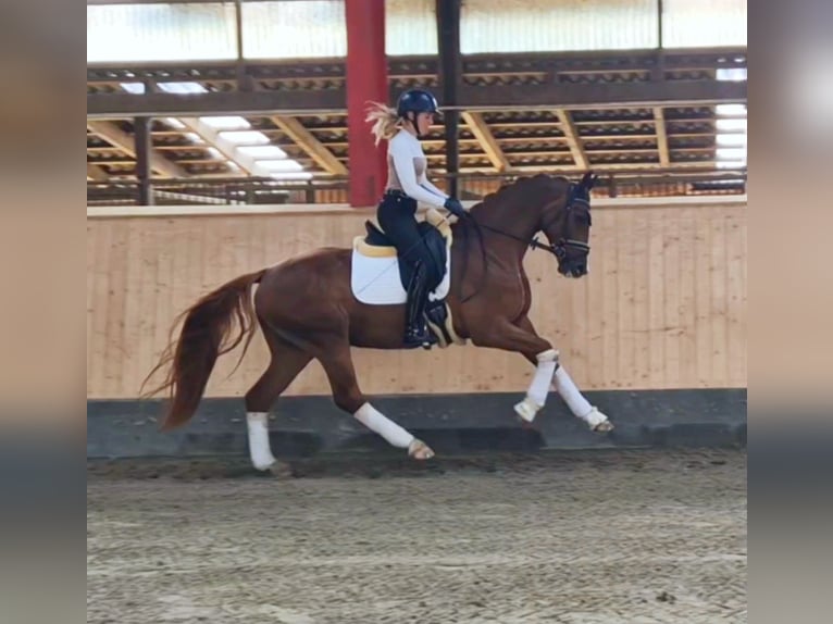 Hanoverian Gelding 4 years 16,1 hh Chestnut-Red in Hohenfelde