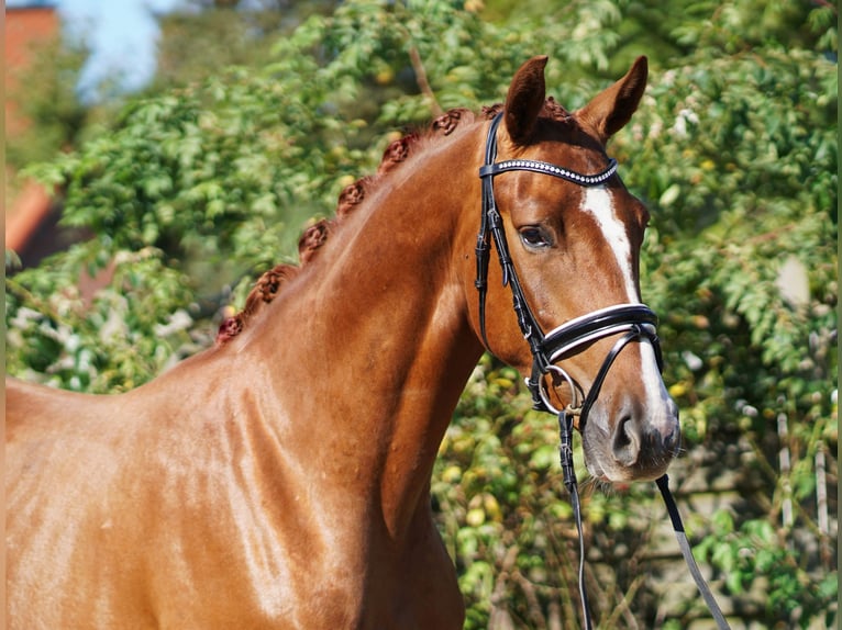 Hanoverian Gelding 4 years 16,1 hh Chestnut-Red in Hohenfelde