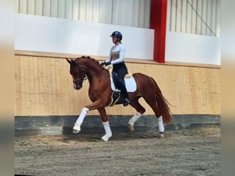 Hanoverian Gelding 4 years 16,1 hh Chestnut-Red in Hohenfelde