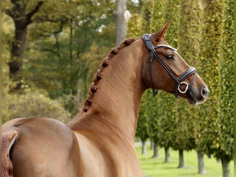 Hanoverian Gelding 4 years 16,1 hh Chestnut-Red in Steinfurt