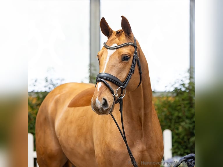Hanoverian Gelding 4 years 16,1 hh Chestnut-Red in Verden