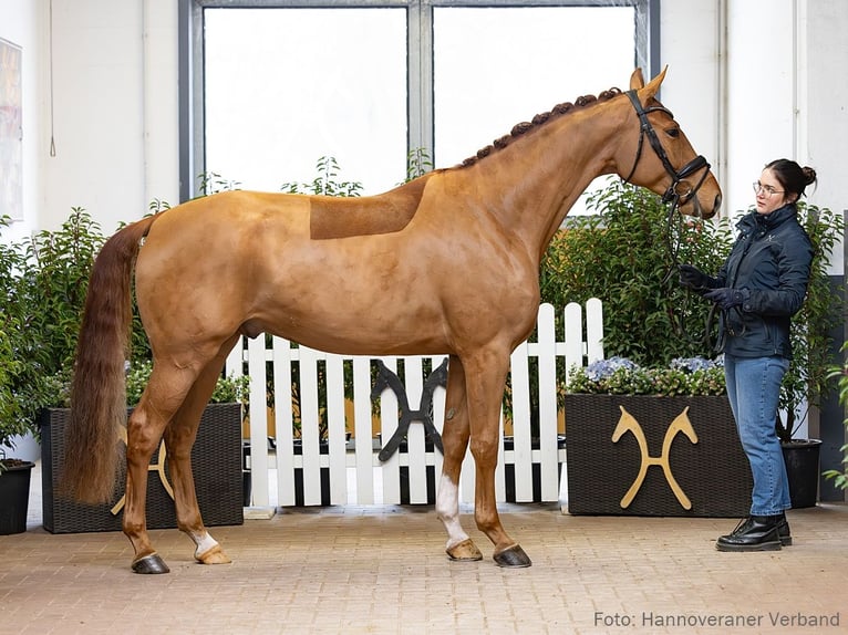 Hanoverian Gelding 4 years 16,1 hh Chestnut-Red in Verden