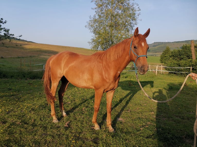 Hanoverian Gelding 4 years 16,1 hh Chestnut-Red in Herscheid